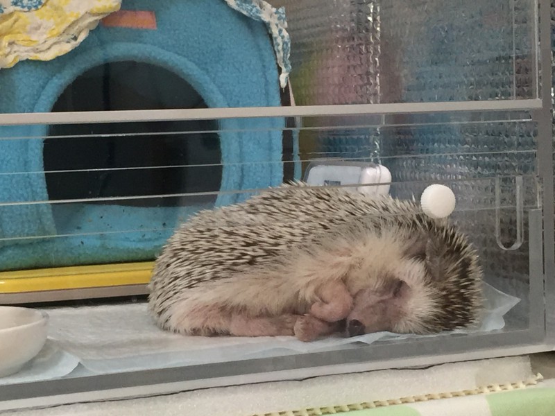 きょうのハリネズミちゃん