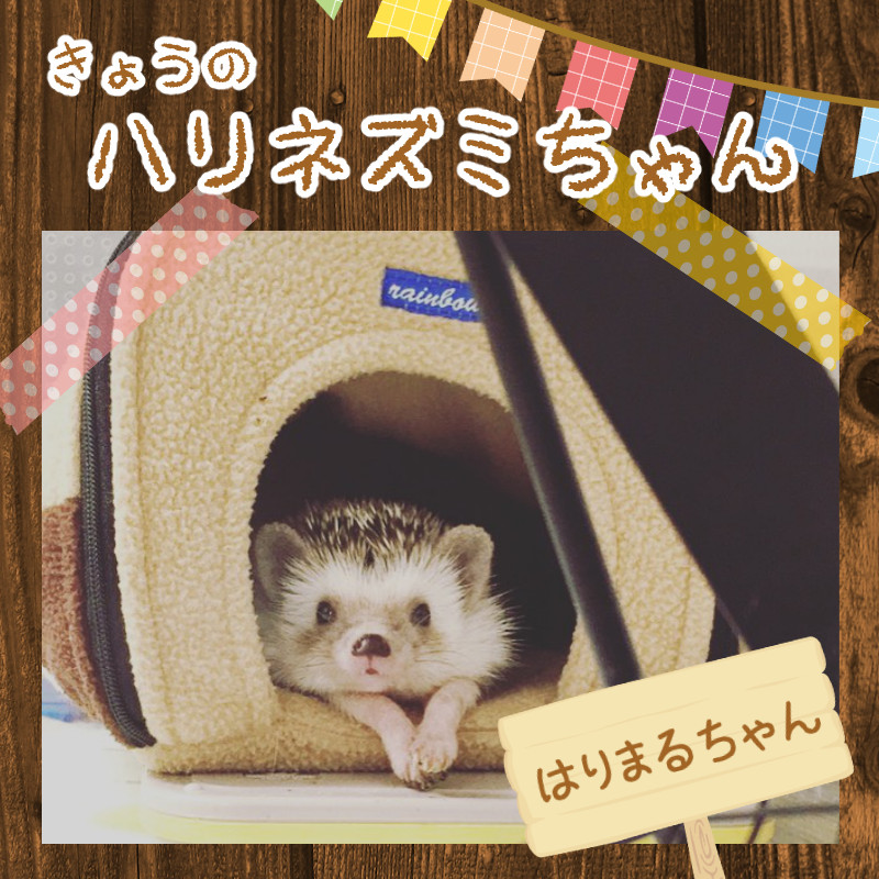 きょうのハリネズミちゃん