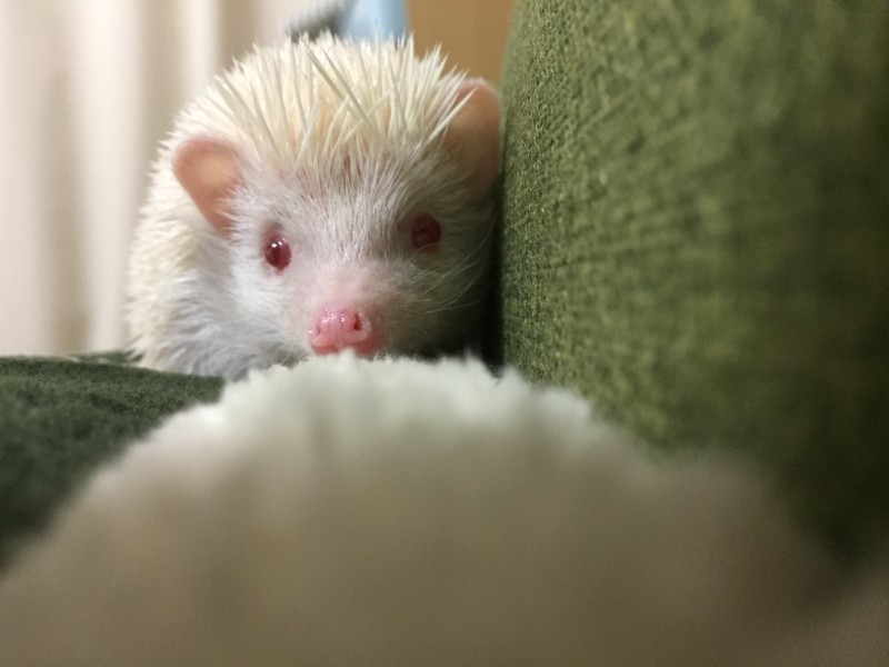 きょうのハリネズミちゃん