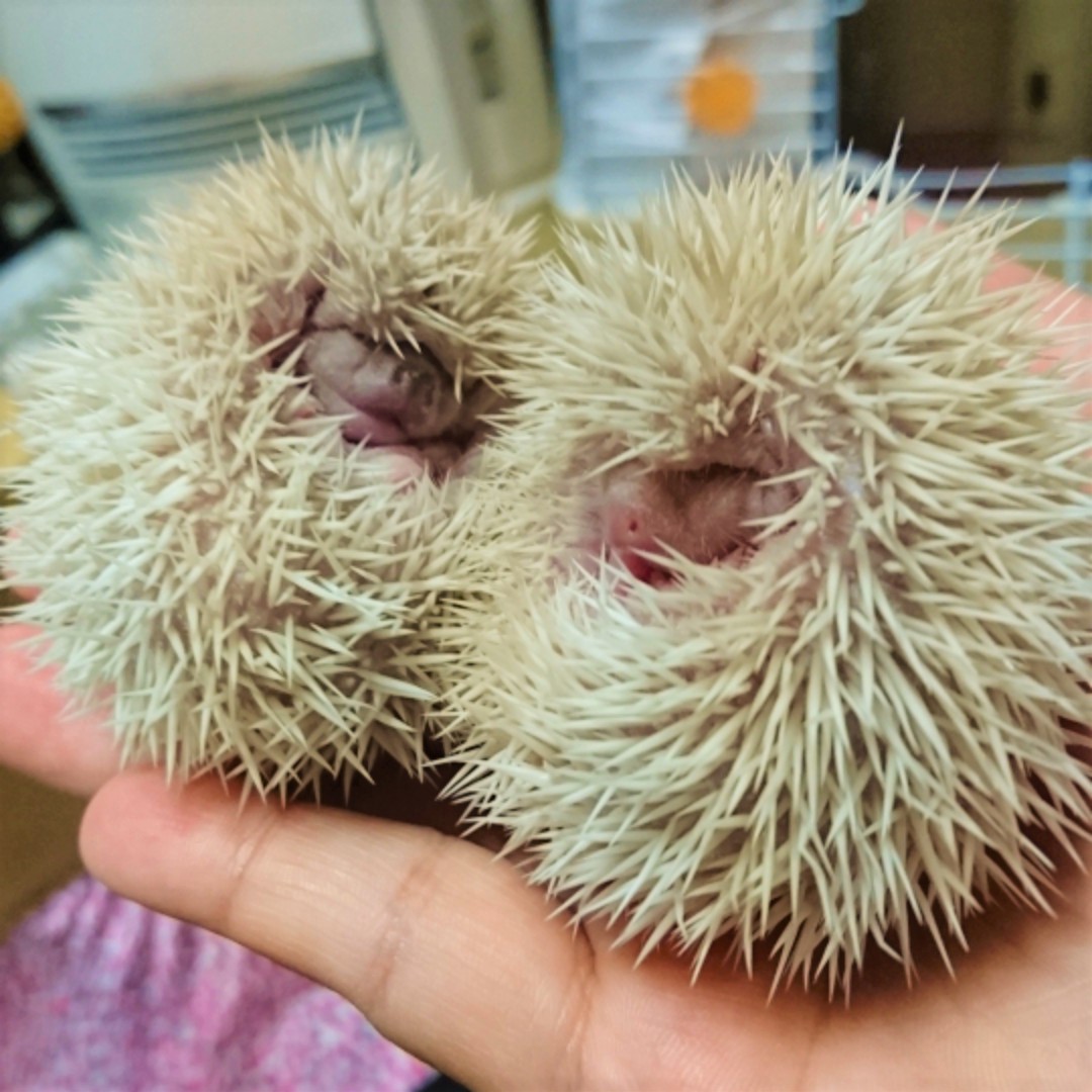 きょうのハリネズミちゃん
