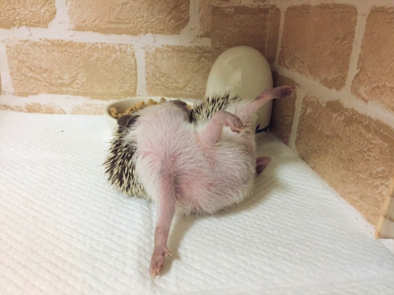 きょうのハリネズミちゃん