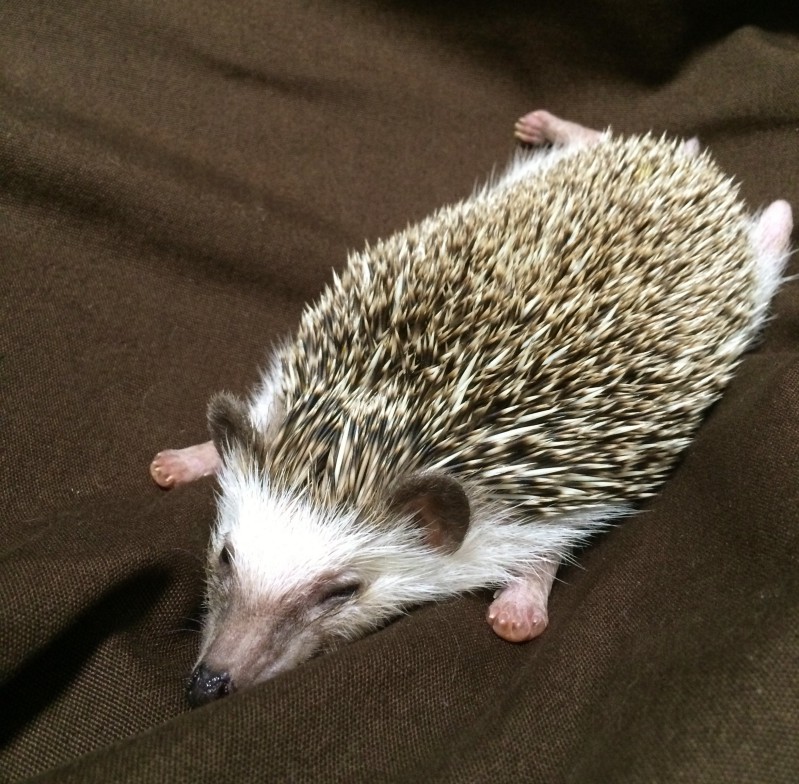 きょうのハリネズミちゃん