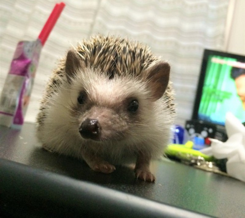 きょうのハリネズミちゃん
